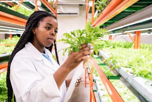 Young African woman in whitecoat holding one of green seedlings while studying its biological characteristics